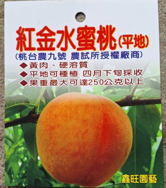 紅金水蜜桃-平地9號（嫁接苗，售價400元）